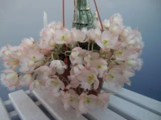Кловезия розовая