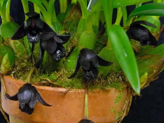 Максиллярия шункеана