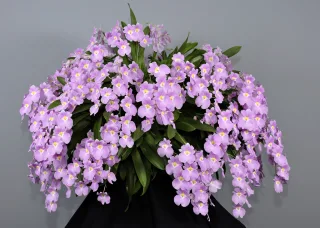 Мильтониопсис парусный