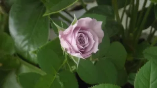 Изображение в саду