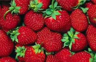 Земляника садовая 'Орлец'