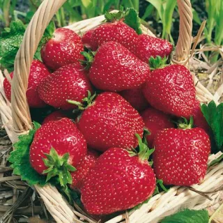 Земляника садовая 'Соловушка'