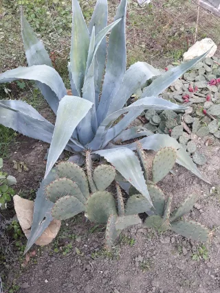 Агава