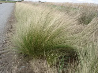 Ковыль