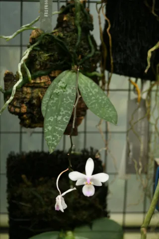Phal.Lindenii