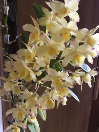 Изображение в саду
