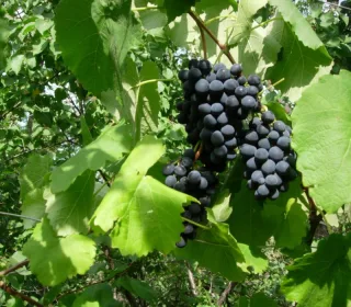 Виноград культурный 'Вариант'