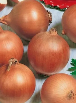 Лук