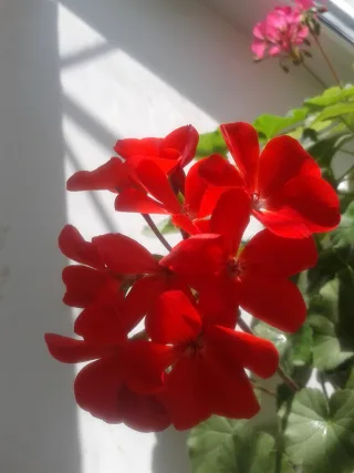 Изображение в саду