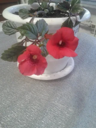 Изображение в саду