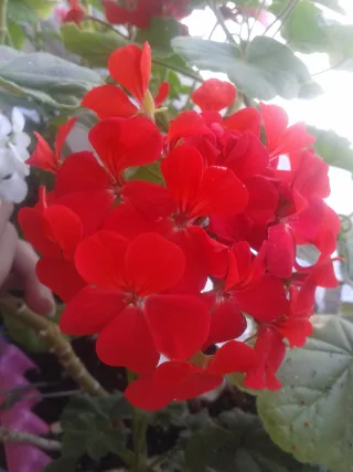 Изображение в саду
