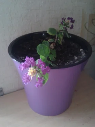 Изображение в саду