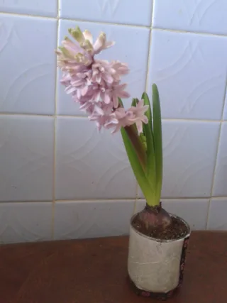 Изображение в саду