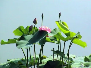 Лотос