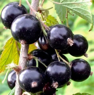 Смородина черная 'Ксюша'