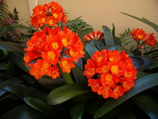Кливия киноварная