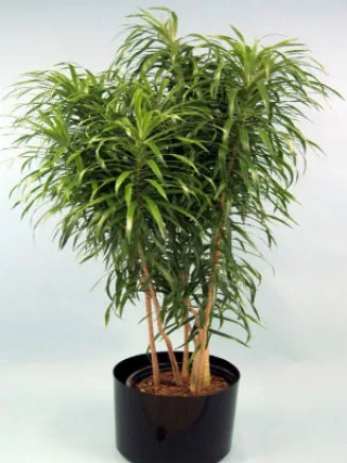 Loli's plants