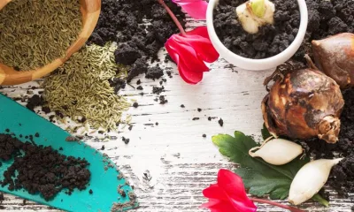 Сажаем цветы осенью: обзор популярных культур и сроки посадки