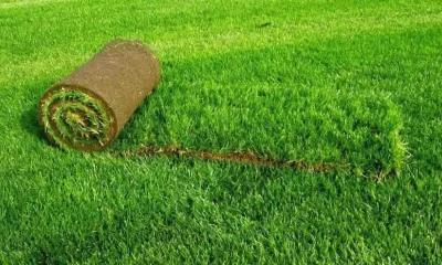 Рулонный газон: полное руководство по укладке, уходу и демонтажу