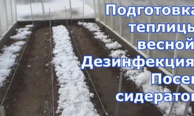 Как подготовить теплицу весной: пошаговое руководство для богатого урожая