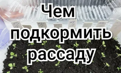 Чем подкормить рассаду в марте: 15 мощных решений для быстрого роста и крепких саженцев