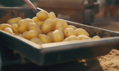 Лучшие сорта раннего картофеля