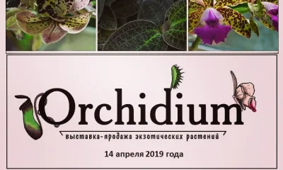 ВЫСТАВКА - ЯРМАРКА орхидей и экзотических растений "ОРХИДИУМ" стартует 14 апреля недалеко от м. Тульская