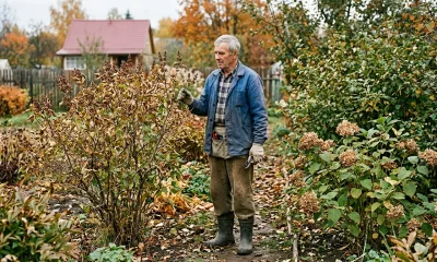 Осенью взялась за секатор — и осталась без цветения: эти 5 растений лучше не обрезать