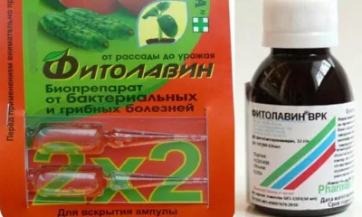 Фитолавин