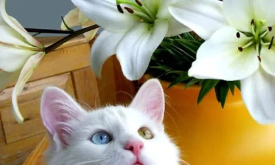 Не все лилии одинаково полезны… для кошек