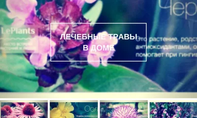 Топ-12 лекарственных растений, пригодных для домашнего выращивания