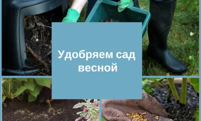 Удобряем сад весной
