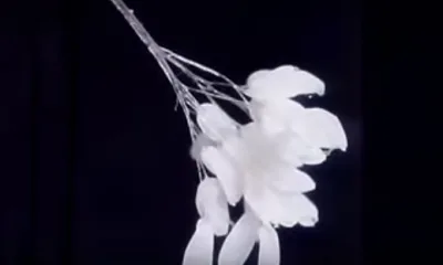 Цветет удумбара? Жди спасения свыше!