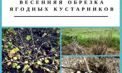 Весенняя обрезка ягодных кустарников