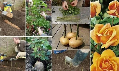Как вырастить розу из черенка
