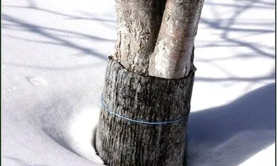 Как сохранить саженцы до весны?