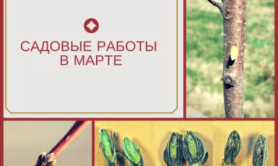 Садовые работы в марте