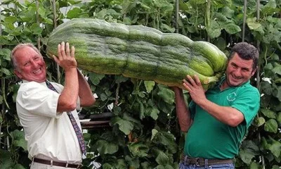 50 невероятных фактов о растениях
