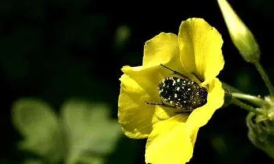 А нюх как у собаки