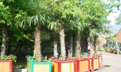 Туи и пальмы временно покинут улицы Красноярска