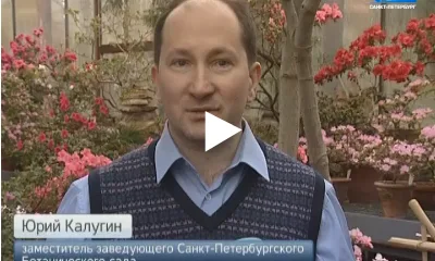 В Санкт-Петербургский Ботанический сад пришла весна: там массово зацвели азалии, камелии и орхидеи
