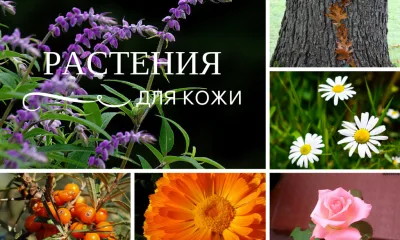 Какие растения помогают в уходе за кожей?