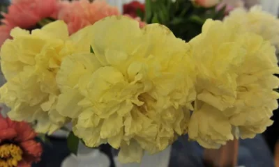 Пионы и ирисы — новинки мировой селекции