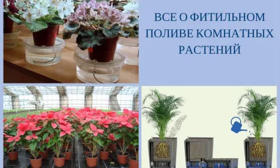 Все, что нужно знать о фитильном поливе комнатных растений