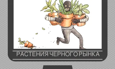 Топ-8 самых популярных растений на черном рынке