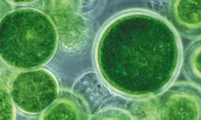 Новая технология получения нефти из водорослей по скорости даст фору производству биотоплива