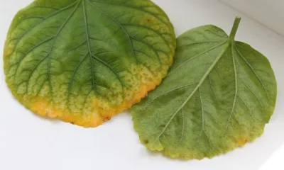 Водянка