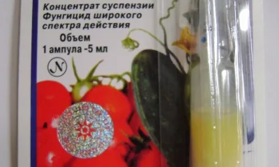 Квадрис
