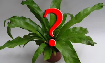 Как стимулировать цветение у разных растений?