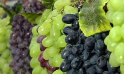 Калифорнийская сладкая вата пахнет виноградом